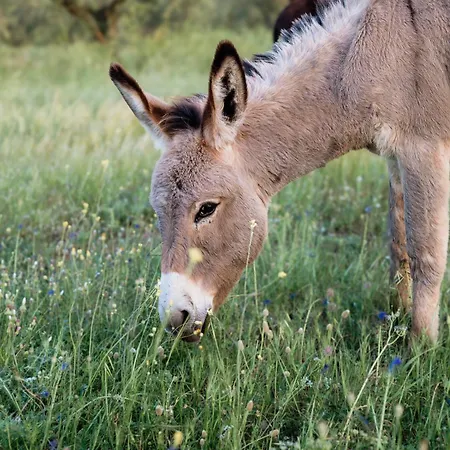 Eumelia Organic Agrotourism Farm Goúvai