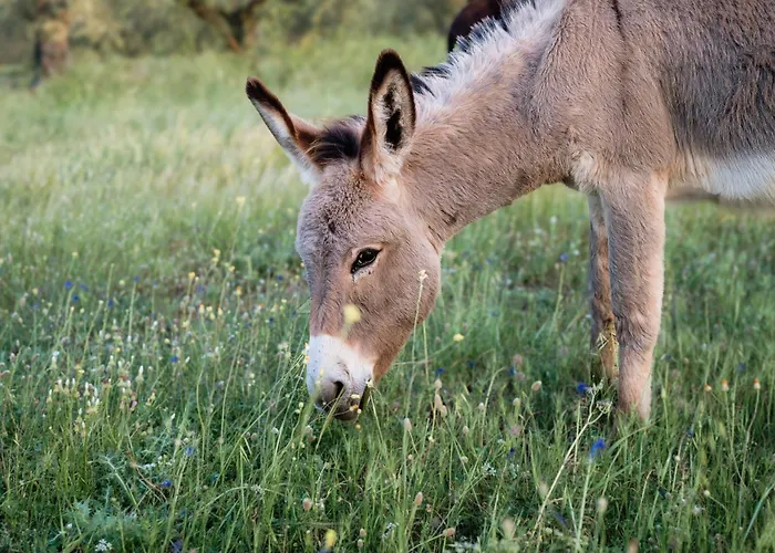 Eumelia Organic Agrotourism Farm Goúvai